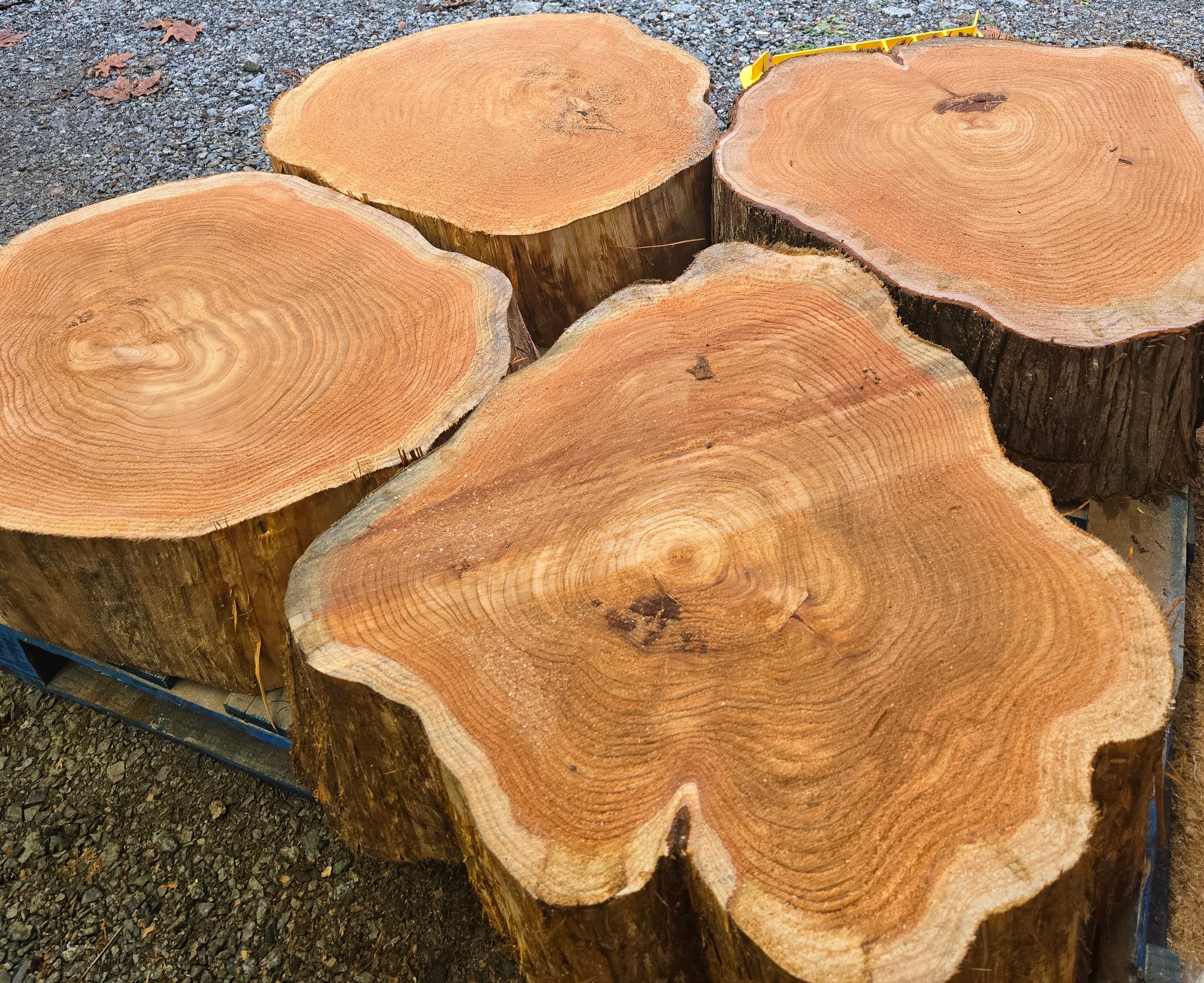 Cross-section of a log showing growth rings